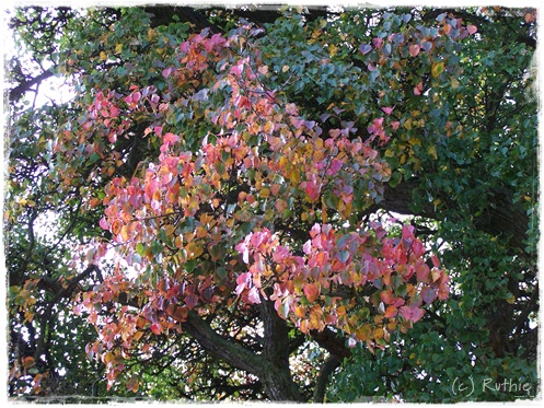 Birnbaumast im Herbst