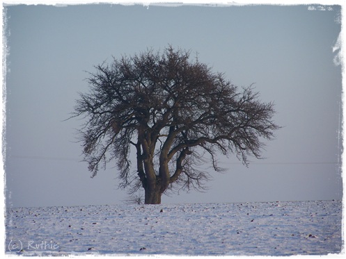 Birnbaum im Winter