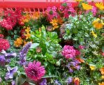 Die Balkonbepflanzung ist besorgt #blümchen #blütenzauber #flowerlove #frühling #iloveit #bunt #farben #sommerfreude