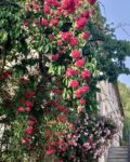 #rosen #blümchen #blütenzauber #flowerlove #iloveit #eineeinzigepracht #weidenberg